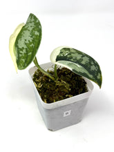 Load image into Gallery viewer, Scindapsus Mayari Variegated B