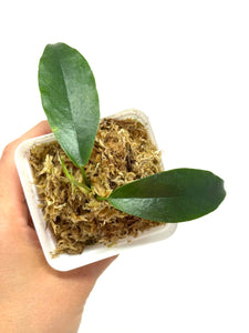 Hoya Macgillivrayi