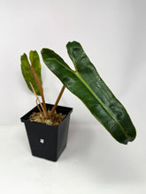 Load image into Gallery viewer, Philodendron Billietiae Variegated E