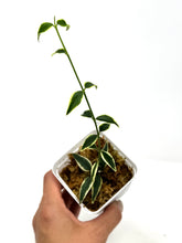 Load image into Gallery viewer, Hoya Bella Albo Variegated
