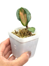 Load image into Gallery viewer, Hoya Carnosa Argentea Princess E