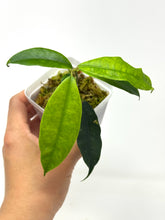 Load image into Gallery viewer, Hoya Sammannaniana