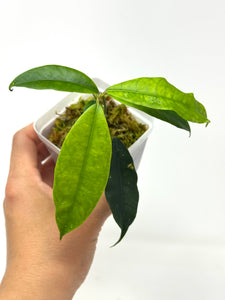 Hoya Sammannaniana