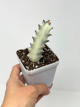 Load image into Gallery viewer, Euphorbia Lactea ‘White Ghost’ (small size) (Ships within Canada only)