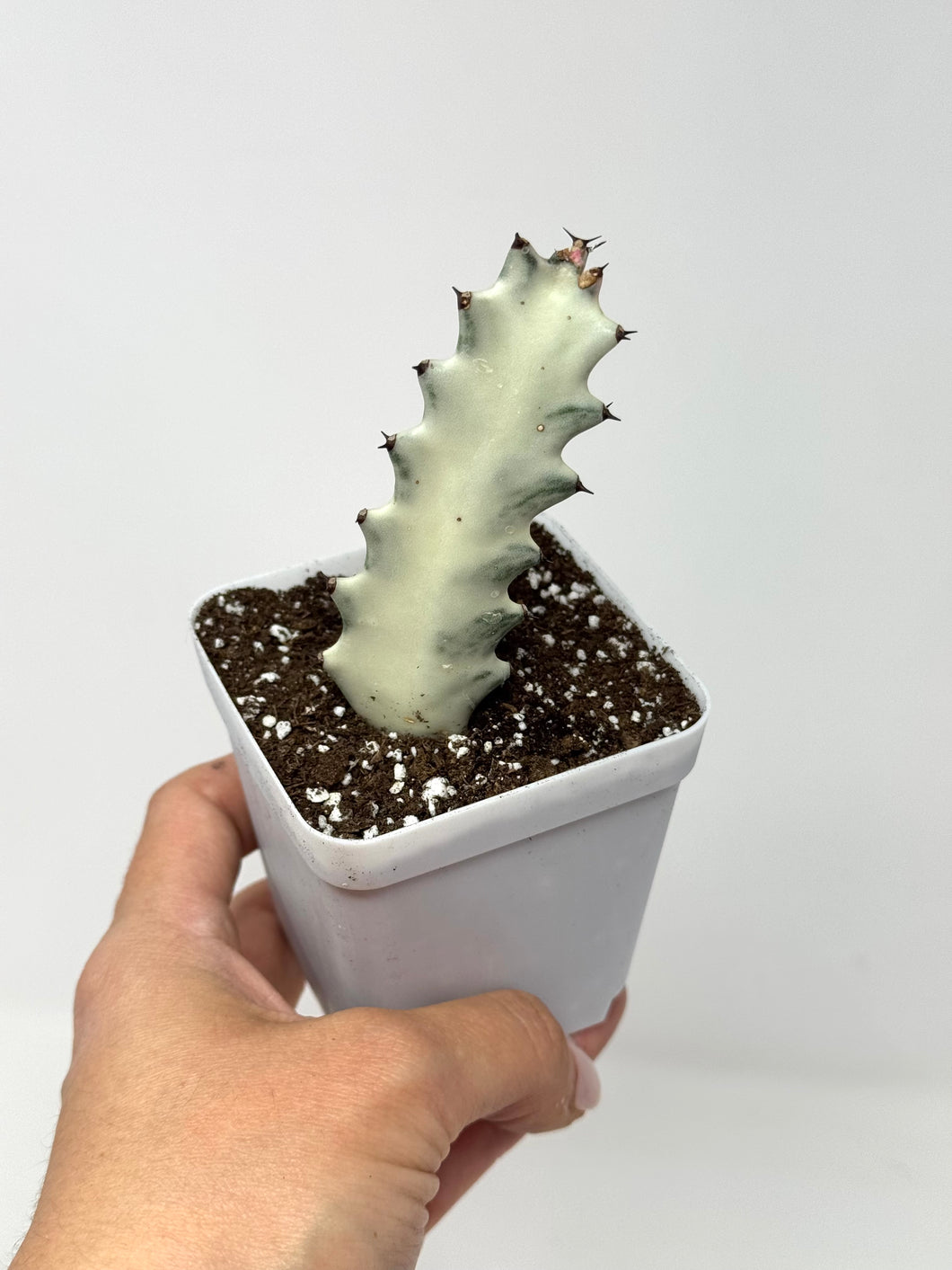 Euphorbia Lactea ‘White Ghost’ (small size) (Ships within Canada only)