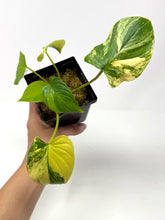 Load image into Gallery viewer, Homalomena Rubescens Variegated A