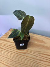 Load image into Gallery viewer, 124. Philodendron Melanochrysum
