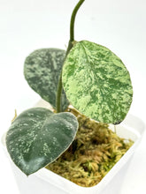 Load image into Gallery viewer, Hoya Waymaniae ‘Cloudy Sky’