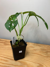 Load image into Gallery viewer, 121. Monstera Adansonii Variegated