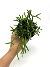 Load image into Gallery viewer, Rhipsalis Cereuscula