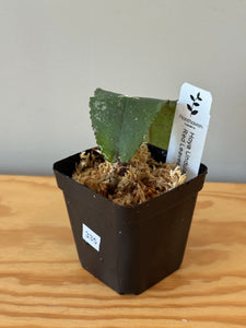 335. Hoya Undulata Red Splash Leaves