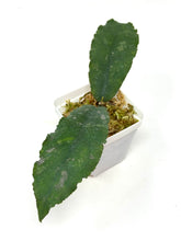 Load image into Gallery viewer, Hoya Undulata ‘Red Leaves’ Splash