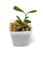 Load image into Gallery viewer, Hoya Manipurensis Variegated C