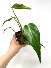 Load image into Gallery viewer, Philodendron Burle Marx Flame F