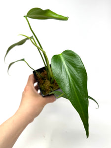 Philodendron Burle Marx Flame F