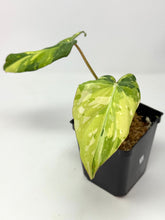 Load image into Gallery viewer, Philodendron Gloriosum Variegated A