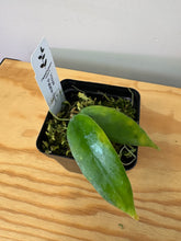 Load image into Gallery viewer, 132. Hoya Patella Pink