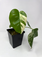 Load image into Gallery viewer, Monstera Deliciosa Albo Variegated C