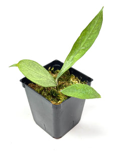 Hoya Germany Silver A