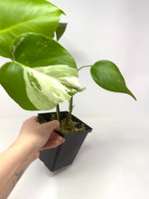 Load image into Gallery viewer, Monstera Deliciosa Albo Variegated F