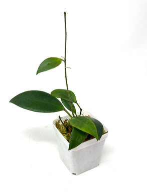 Hoya Minahasae