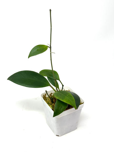 Hoya Minahasae