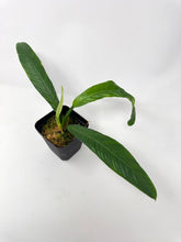 Load image into Gallery viewer, Philodendron Lynette ‘Campii’