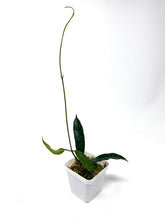 Load image into Gallery viewer, Hoya Griffithii Splash