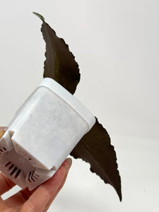 Hoya Caudata Silver Ghost