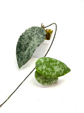 Load image into Gallery viewer, Hoya Caudata Silver Ghost
