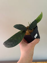 Load image into Gallery viewer, 322. Hoya Phuwuaensis
