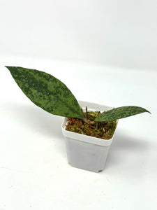 Hoya Lambii Silver D