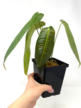 Load image into Gallery viewer, Philodendron Sharoniae