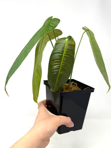 Philodendron Sharoniae