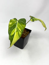 Load image into Gallery viewer, Philodendron Gloriosum Variegated A