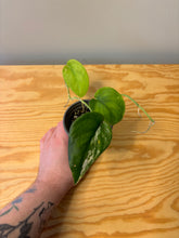 Load image into Gallery viewer, 186. Scindapsus Jade Satin Variegated