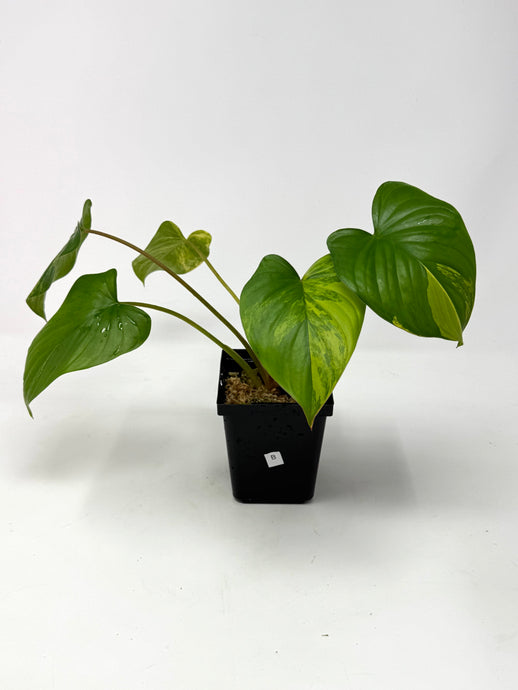 Homalomena Rubescens Variegated B