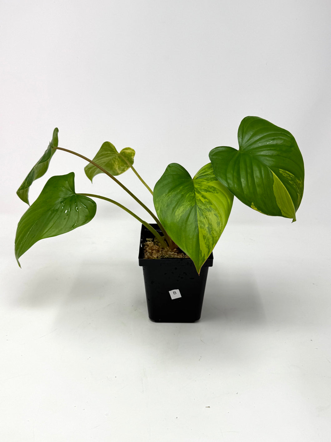 Homalomena Rubescens Variegated B