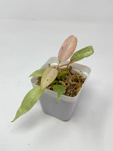 Load image into Gallery viewer, Philodendron Whipple Way