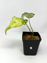 Load image into Gallery viewer, Philodendron Gloriosum Variegated A