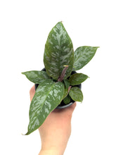 Load image into Gallery viewer, Homalomena ‘Purple Sword’