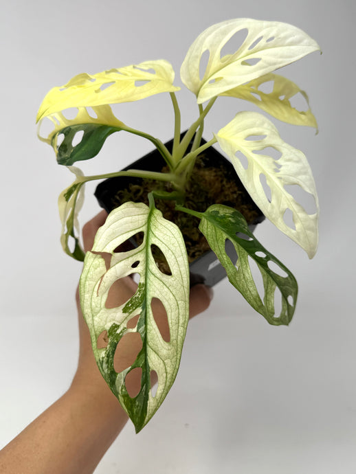 Monstera Adansonii Albo Variegated D