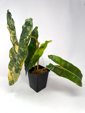Philodendron Billietiae Variegated A