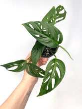 Load image into Gallery viewer, Monstera Adansonii