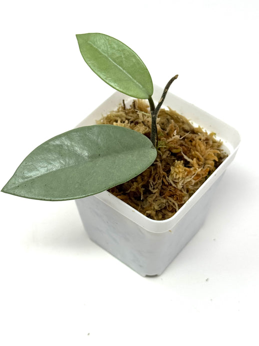 Hoya Wilbur Graves Silver A