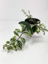 Load image into Gallery viewer, Aeschynanthus Radicans Variegated