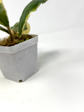 Load image into Gallery viewer, Hoya Incrassata Albo Variegated