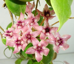 Hoya Darwinii Pink