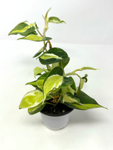 Load image into Gallery viewer, Philodendron Hederaceum ‘Cream Splash’
