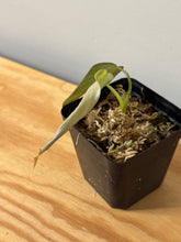 Load image into Gallery viewer, 93. Philodendron Glorious